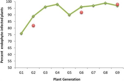 Fungal Endophyte Colonization Patterns Alter Over Time in the Novel Association Between Lolium perenne and Epichloë Endophyte AR37